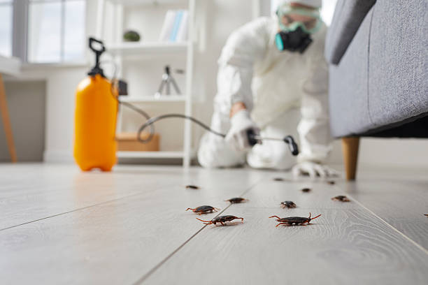 Commercial Rodent Management in Orange